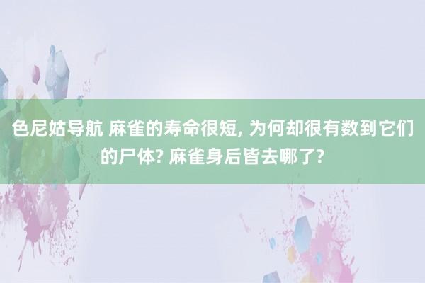 色尼姑导航 麻雀的寿命很短， 为何却很有数到它们的尸体? 麻雀身后皆去哪了?